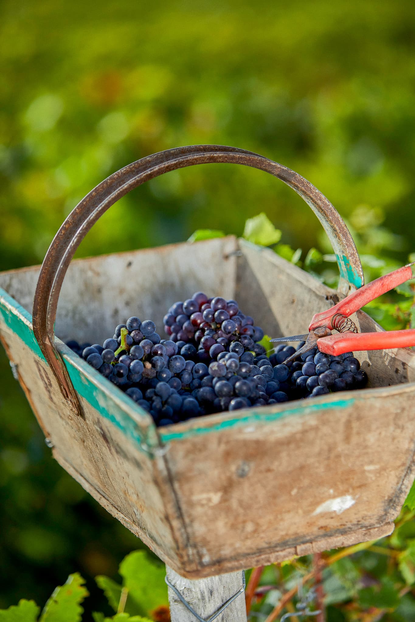 Our estate in Verzenay