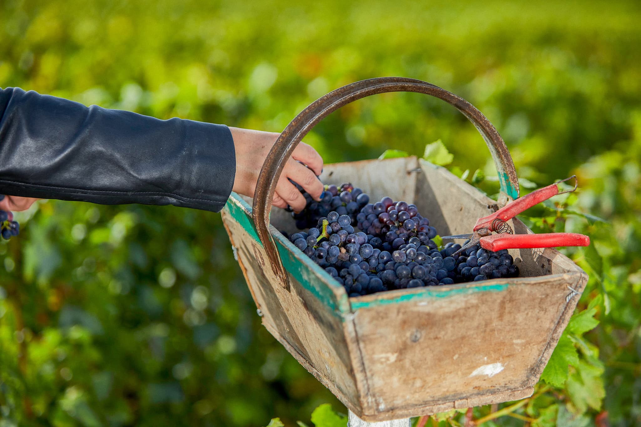 Le domaine James Drouot à Verzenay, Grand Cru de Champagne